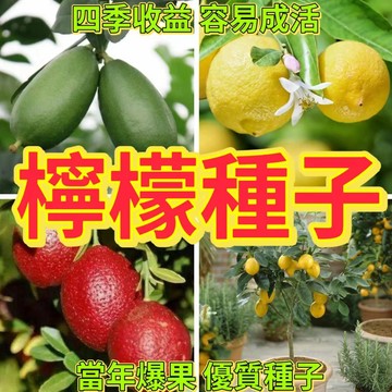綠色家園|🔥檸檬種子🍓多款檸檬種子 香水檸檬 青檸檬 紅檸檬 四季種植 耐寒耐熱 發芽率高90%以上