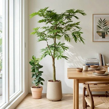 小豆樹 落地盆栽 大盆栽 拿鐵棕磨石子花盆 開幕送禮 喬遷禮物