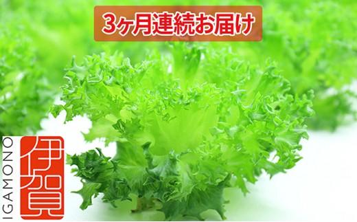 Leaf Mie（完全人工光型植物工場レタス）約80g×25個　3ヶ月連続お届け