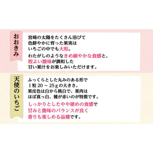 ふるさと納税 宮崎県 宮崎市 期間・数量限定 宮崎県産 イチゴ 幸せの紅白いちごセット おおきみ天使のいちご 大サイズ2パック(16粒〜18粒程度)_M260-010