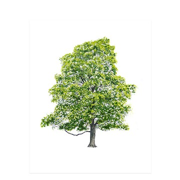 Tree 四季的樹 絹印版畫海報（夏）