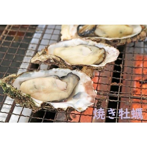 広島県産殻付き牡蠣　殻付き6kg　かき小町　生産者直送