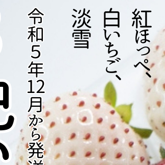 3色いちご （紅ほっぺ、白いちご、淡雪） 桐箱入り 12粒  （県内共通返礼品：石岡市産） フルーツ 果物 デザート いちご イチゴ 苺 白苺 白いちご 季節 桐箱 贈答