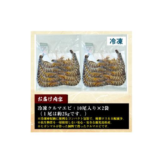 ふるさと納税 鹿児島県 いちき串木野市 A-1538 鹿児島県産！冷凍クルマエビ 500g 10尾（25g／尾）×2袋でお届け!!