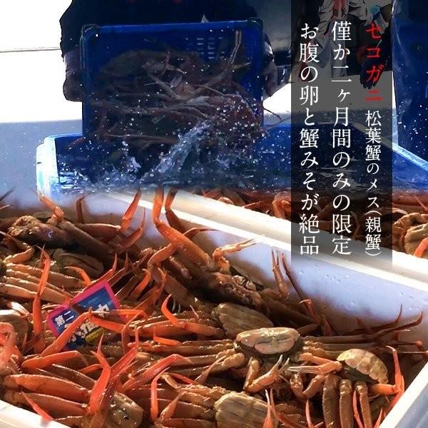 香箱がに せこ蟹 セイコガニ［大］500g 活がに 活き 子持ち 生 新物 メス 親蟹 せこがに せいこ蟹 香箱蟹 鳥取県産［お歳暮 2023 ギフト 御歳暮］