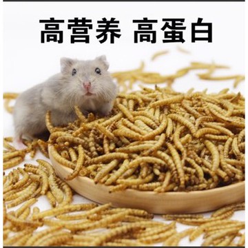 F JiueseAqua 麵包蟲乾 麵包蟲 麵包蟲乾 刺蝟 蜜袋鼯 鳥類 蜜袋鼯飼料 鼠食 老鼠點心 倉鼠零食 蜜袋鼯