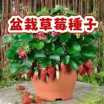 🍓草莓種子 【 盆栽草莓種子】當季新籽 發芽率高 營養豐富 四季結果 果甜味甜 新手易種植 #Strawberr