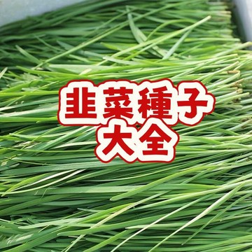 次日達-（韭菜種子大全）長生菜 懶人菜 今年新籽 產量高 香味濃郁 營養豐富 耐熱耐寒 四季播種新手易種植 陽台庭院盆栽