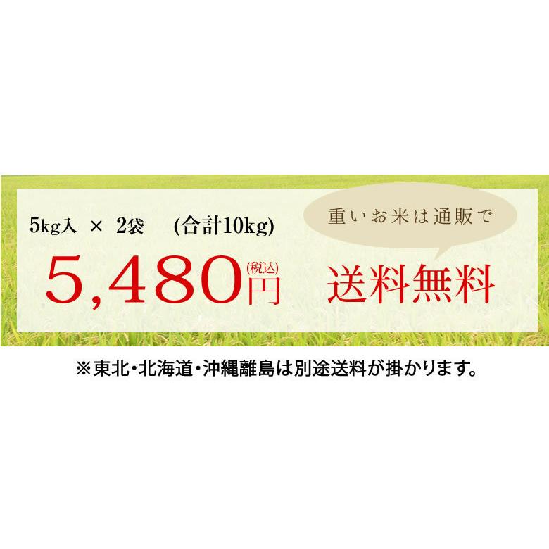 森のくまさん 米 送料無料 10kg 令和5年産 新米 熊本県産 白米 お米 こめ 新米 ひのひかり こしひかり