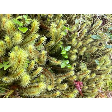 苔鑽🍀《大熱澤苔》-30根$50  苔蘚 微景觀造景 生態瓶造景 鋪面造景 中大型苔蘚 DIY
