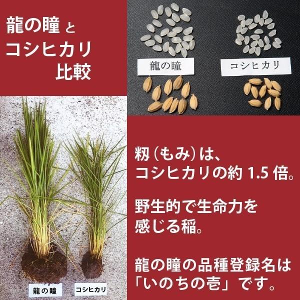 新米 龍の瞳 2kg（1kg×2袋） お得セット 岐阜県産 令和5年産米 白米 ご注文後に精米・発送 送料無料（一部地域送料加算）