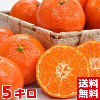 お歳暮 ギフト 香川県産 金時紅みかん5kg