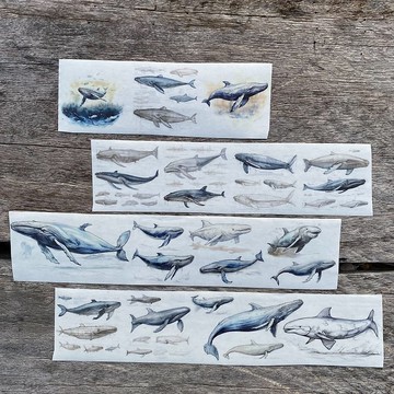 Voice of Deep海之聲 和紙膠帶