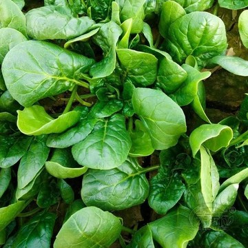 🥬今年新種菠菜種子｜大葉紅根／小葉菠菜 速生好種 耐寒耐熱 四季可播 家庭盆栽農田蔬菜種子