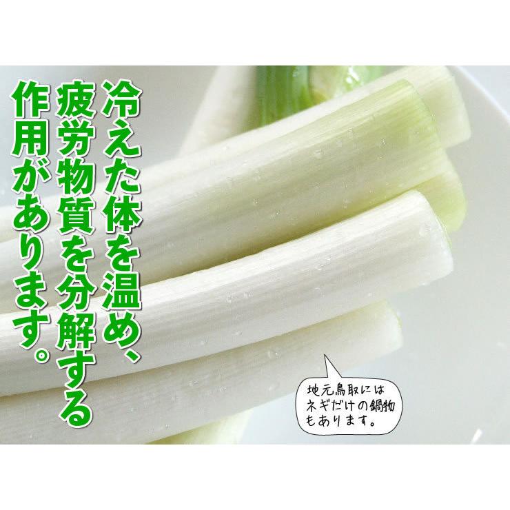 鳥取県産 白ねぎ 約3キロ 2L 2本×10束 冷蔵 送料無料 しろねぎ 白ネギ