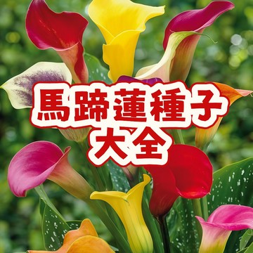 🌷【馬蹄蓮種子】🌷當季新籽   四季開花 開花爆盆  多色可選 盆栽地栽種植 陽臺庭院易種易活 多年生#懶人易種植