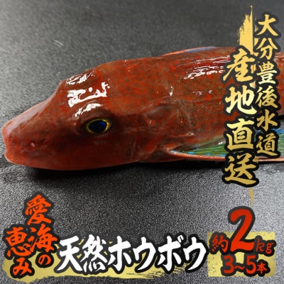 天然 ホウボウ (約2kg・計3-5本)