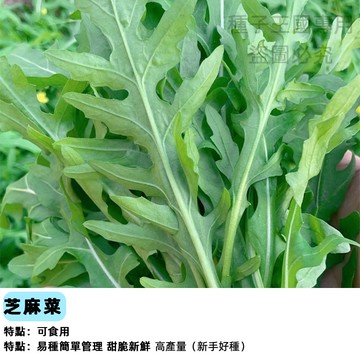 【現貨】食用花種子~芝麻菜種子 Arugula 芝麻葉 箭生菜高發芽率野菜種子高鈣農家蔬菜種子 陽台家庭菜園有機自種易栽