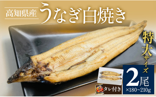 吉川水産 高知県産うなぎの白焼き 特大サイズ(180～210g)×2尾 タレ付き yw-0044