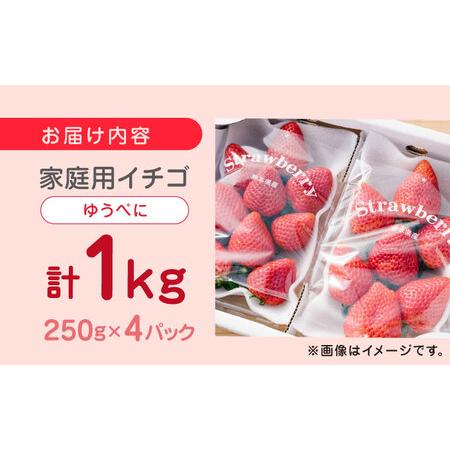 ふるさと納税 熊本県産 ゆうべに いちご 計1kg 250g × 4P 農園直送 産地直送 熊本県産いちご 山都町産いちご 完熟いちご .. 熊本県山都町