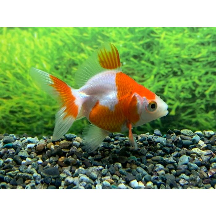 琉那樣専用！ 金魚 国産 更紗琉金 SM 1匹 生体 | LINEブランドカタログ