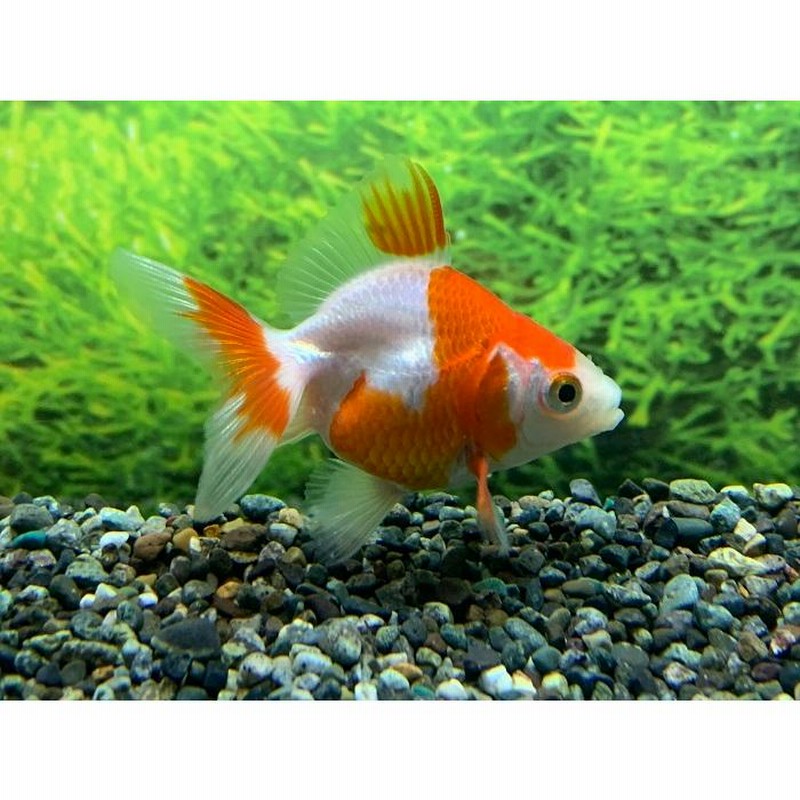 金魚 国産 更紗琉金 SM 1匹 生体 | LINEブランドカタログ