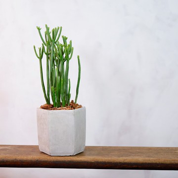 【室內盆栽】珊瑚大戟盆栽 觀葉植物 多肉植物 盆栽 開幕送禮