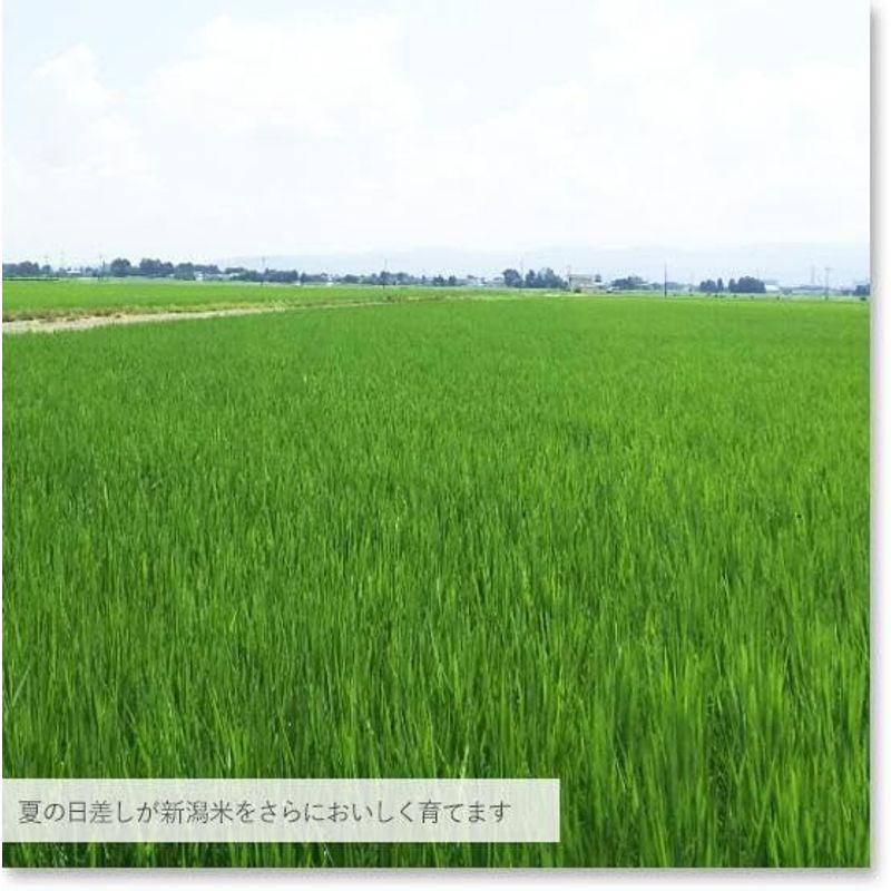 新米 精白米 5kg 特別栽培米 新潟産コシヒカリ 令和5年産 安心安全