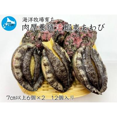 ふるさと納税 北海道産 海洋牧場育ち養殖活蝦夷あわび　7cm以上×6個×2　12個 北海道上ノ国町