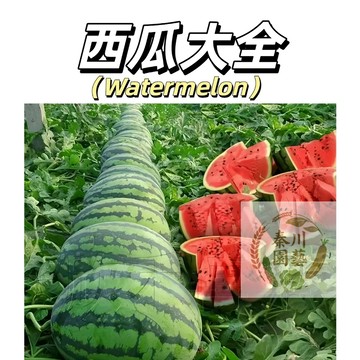 台灣現貨（🍉高產西瓜種子 ）超甜紅瓤無籽冰糖麒麟西瓜種子大果黑美人蜂蜜盆栽小西瓜種子皮薄高產四季播種水果種子