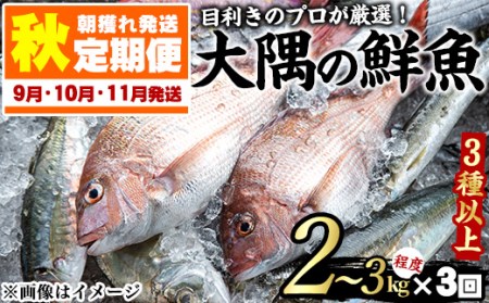 ＜定期便・全2回(9月・10月)＞「秋の鮮魚BOX」朝獲れ発送！鮮魚問屋が厳選したおまかせ鮮魚(約2kg程度×2回)