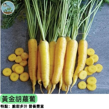🥕【稀有黃金色】黃金胡蘿蔔種子 水果胡蘿蔔 甜度高口感脆 生吃沙拉超美味 陽台盆栽家庭農場 營養滿分 四季可播種