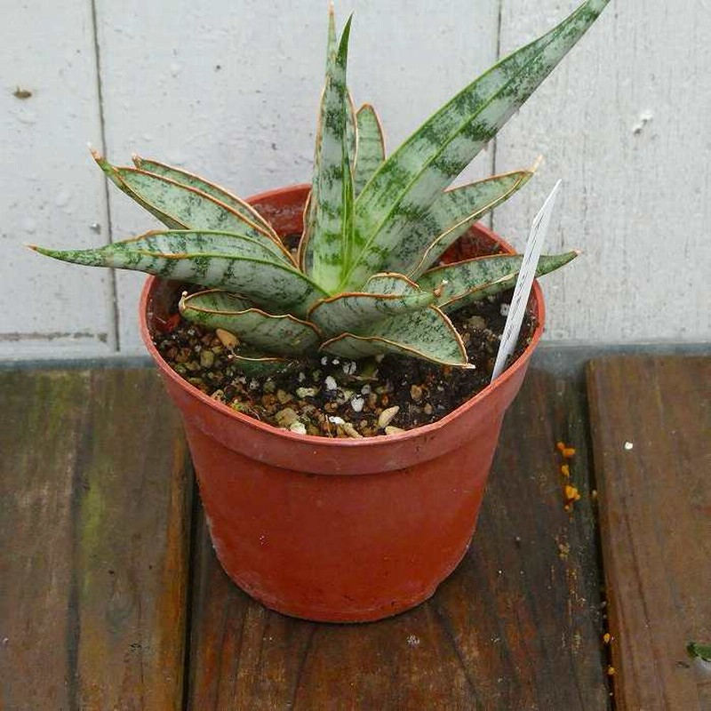 マ*読様 サンスベリア バードビーク Yahoo!オークション - サンスベリア・バードビーク Sansevieria