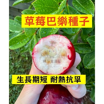 🌱四季可種（草莓巴樂種子BL-24）小果香味濃郁早熟 鮮甜軟糯 番石榴 抗病耐寒 高產 易種植 懶人庭院田園盆栽水果種子