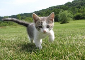 絵画風 壁紙ポスター 散歩する子猫 ペット ネコ かわいい キャット