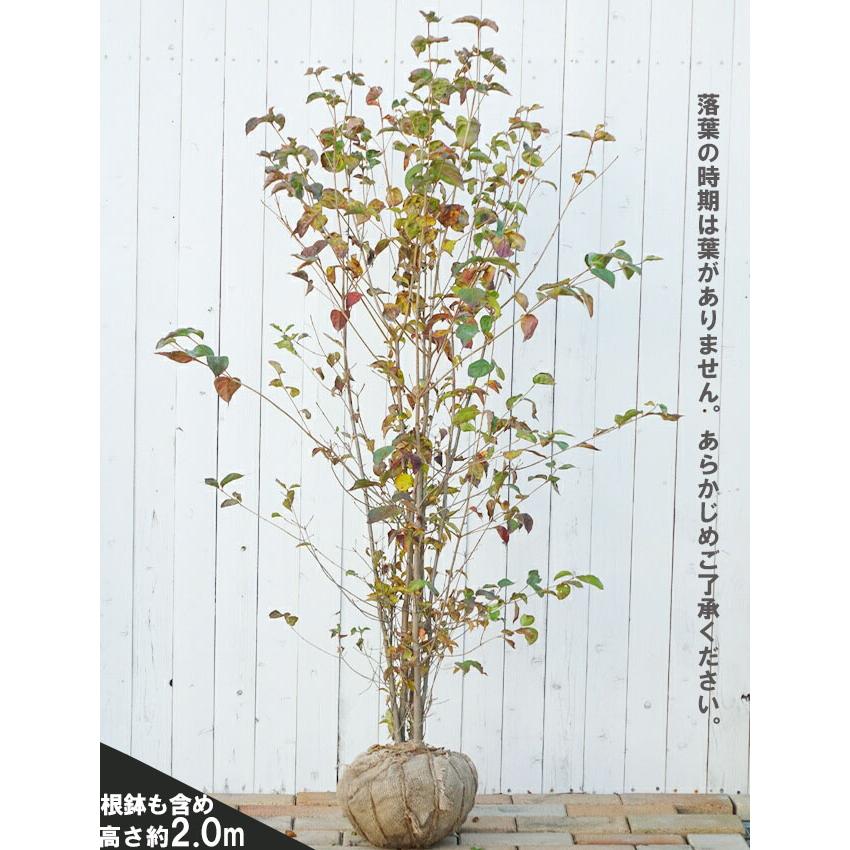 白花 ヤマボウシ 3.5号ポット苗 里の木シリーズ