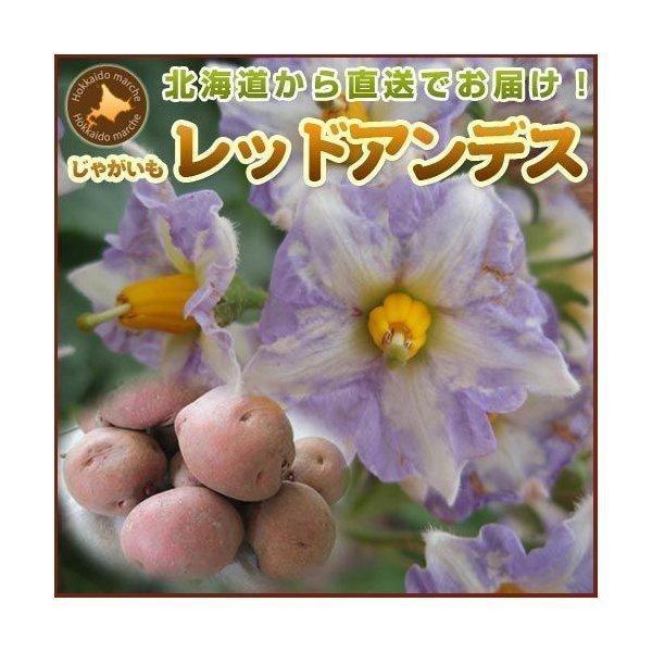 じゃがいも ジャガイモ レッドアンデス 3kg 正品・LM L 2L混 （新じゃがいも） 野菜 北海道産 お礼 御祝 産直 内祝 ジャガイモ