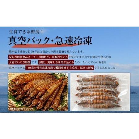 ふるさと納税 熊本県産 急速冷凍 車海老 250g(9〜13尾) 生食可 瞬間冷凍 熊本県宇城市