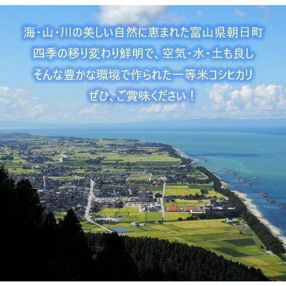 令和5年産 富山県朝日町産 こしひかり 10kg 白米 農家直送 送料無料