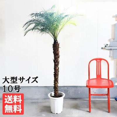 ④特選品！高さ約１００cm幹上がりタイプ・フェニックスロベレニー８号鉢 フェニックス・ロベレニー8号 ベータ キューブプランター ウッド