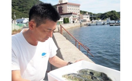 松　ふぐ鍋　ふぐ刺身・白子セット（5～6人前）