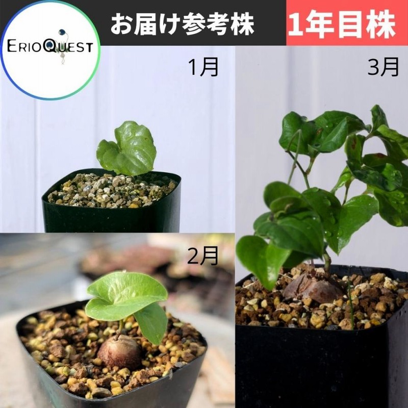 亀甲竜 鉢付き 直径5cm