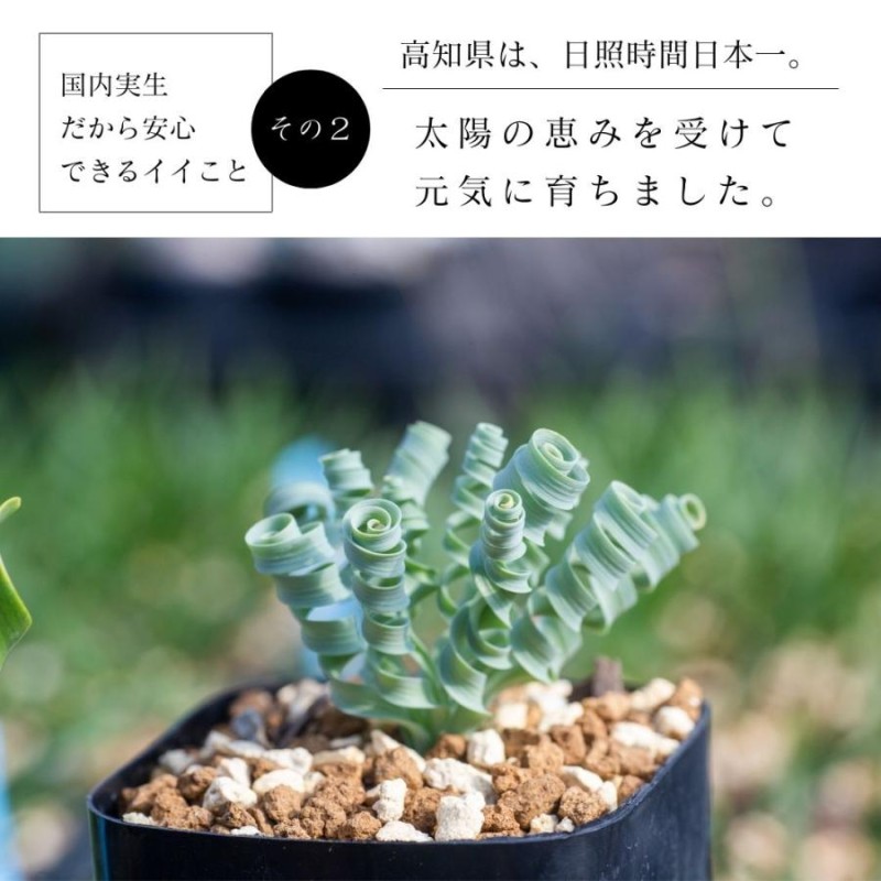 アルブカ コンコルディアナ Albuca Concordiana EQ148 通販 LINE