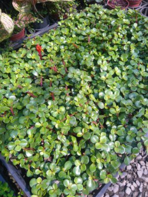 Wish Forest 觀葉 銀杏木 耐旱好種 多肉植物 易長成樹型盆栽 Yahoo奇摩拍賣 Line購物