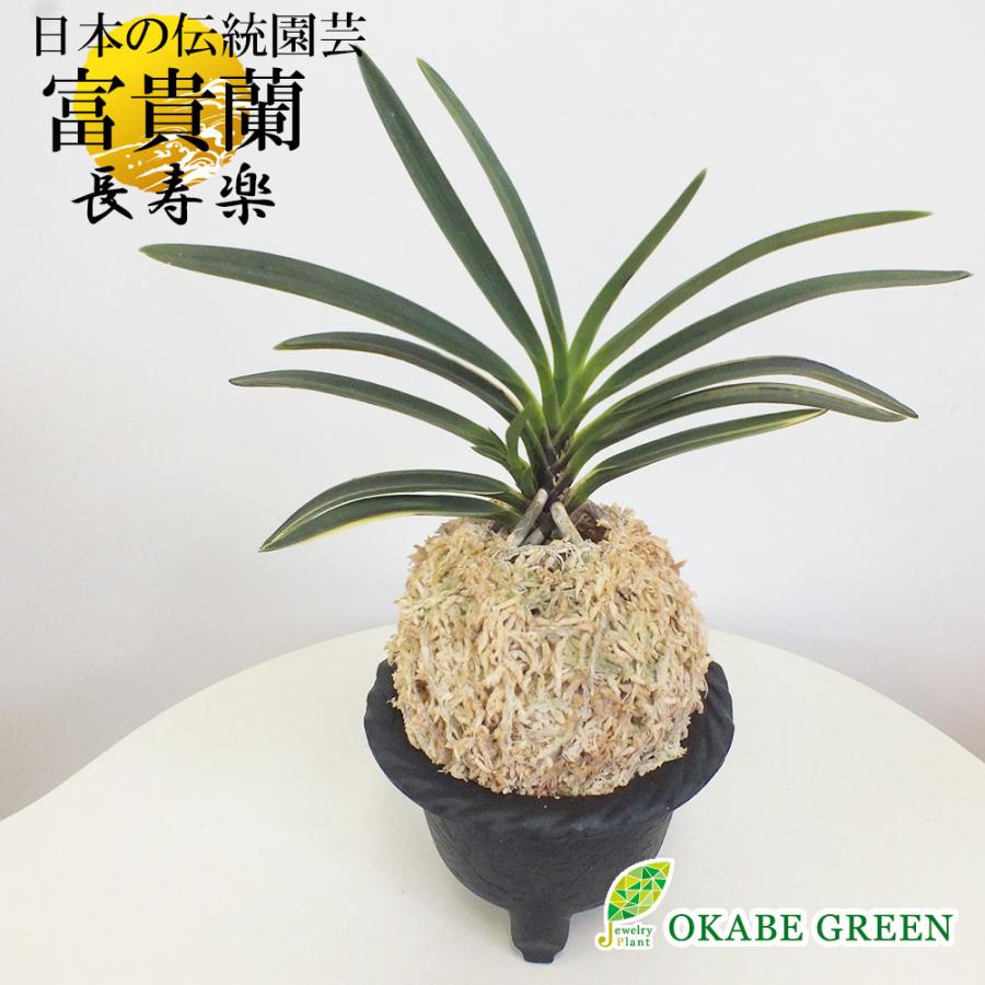 富貴蘭　至楽 至楽 : □ サムライ オーキッド □ 富貴蘭 セレクトショップ