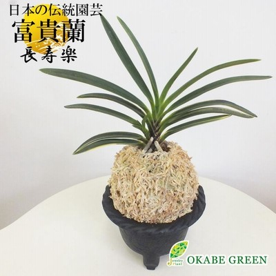 名品フウラン（緑龍）吊下げ式 楽天市場】吊り 風蘭 風らん フウラン シノブ付き