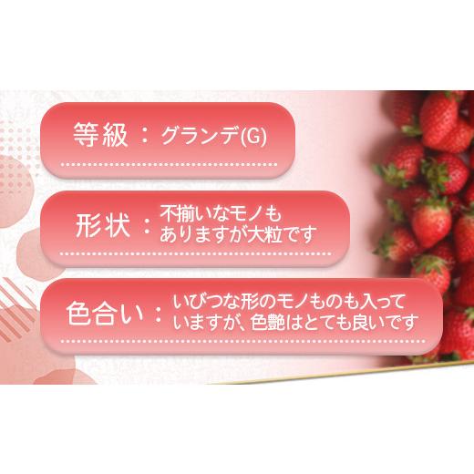 ふるさと納税 福岡県 篠栗町 MZ041 福岡県産 あまおうG以上 1250g（5パック） 先行予約 ※2024年2月〜3月末にかけて順次発送予定