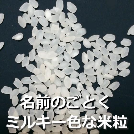 新米 ミルキークイーン 10kg お米 米 無洗米 白米 玄米 栃木県 2023年産 農薬 化学肥料 最小限 お取り寄せ ギフト コメ こめ おこめ あすつく 送料無料 贈答