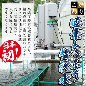 日ノ本一の鰻の蒲焼き＜大＞3尾セット(計570g以上) b8-022