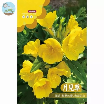 【原廠包裝】台灣現貨 黃色月見草種子Yellow evening primrose夜來香 耐旱好養 開花不斷 蜜源植物